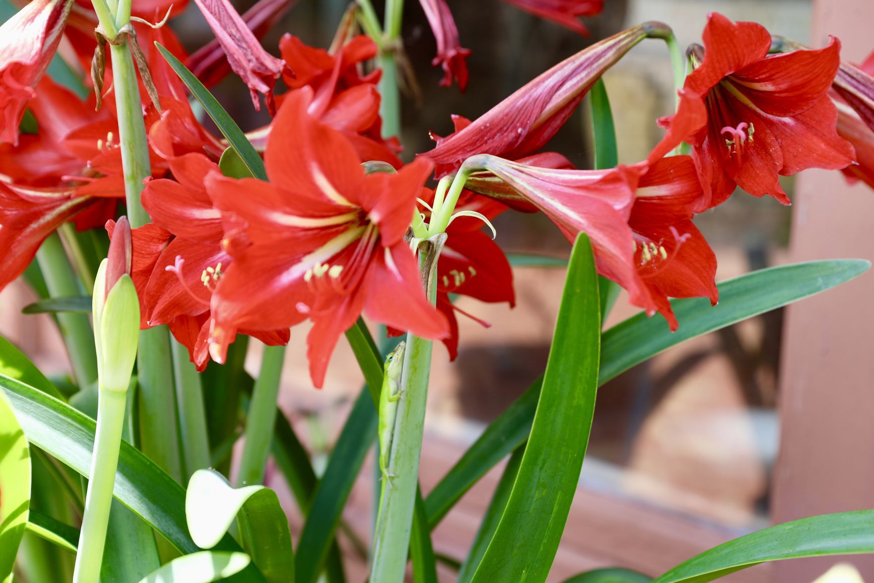 Amaryllis Bloom